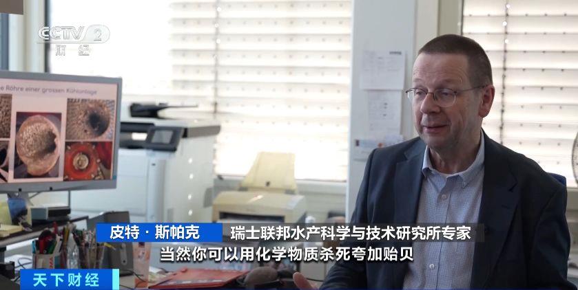 瑞士多個湖泊遭外來物種夸加貽貝入侵 生態系統與基礎設施遭破壞