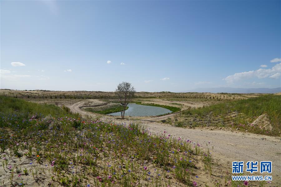 （決戰決勝脫貧攻堅·圖文互動）（4）高原鄉鎮沙珠玉 治沙斗貧成“綠?！薄嗪Ｊ」埠涂h沙珠玉鄉采訪見聞