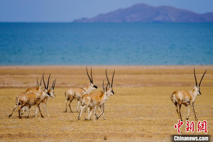 圖為西藏藏羚羊在色林錯湖邊覓食，隨著保護措施的不斷加強，如今西藏藏羚羊種群數(shù)量獲得恢復(fù)性增長。　江飛波 攝