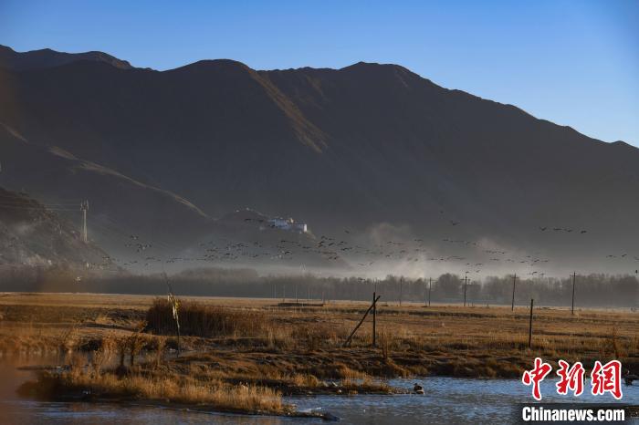 圖為拉薩市林周縣境內飛翔的候鳥?！∝暩聛硭?攝