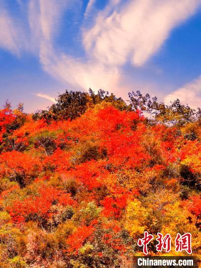 萬源深秋紅葉似火?！≈炱桨?　攝