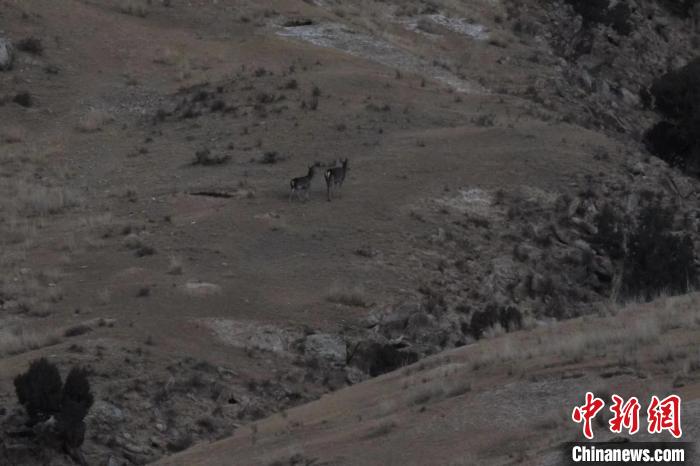 圖為兩只馬鹿在山坡上行走。　才仁 攝