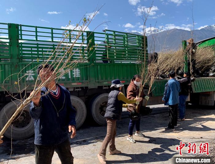 民眾搬運苗木。　昌都市芒康縣委宣傳部供圖