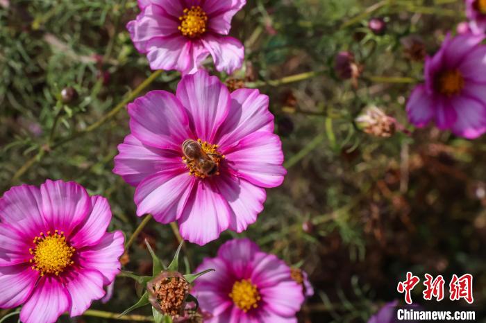 青海貴德：高原小城培育優良蜂種