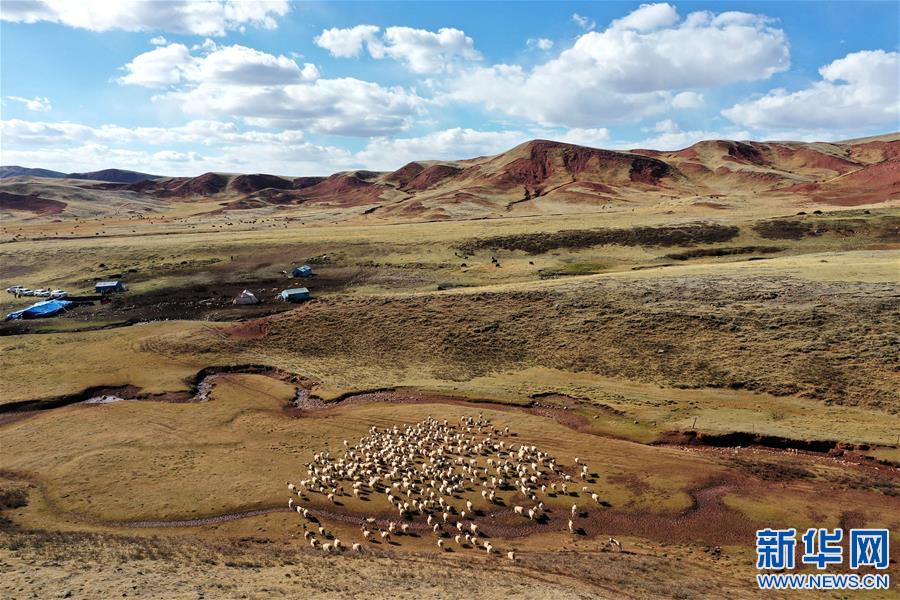 （決戰決勝脫貧攻堅·圖文互動）（3）“阿旺綿羊”成就大產業——西藏貢覺縣做大做強扶貧產業見聞
