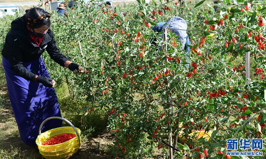 （脫貧攻堅）（1）西藏白朗：發展枸杞產業促進村民增收