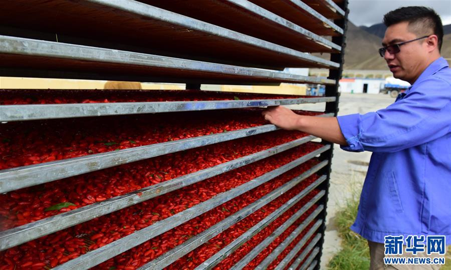 （脫貧攻堅）（2）西藏白朗：發展枸杞產業促進村民增收