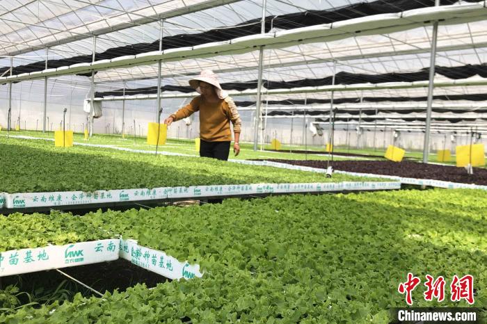 圖為會澤現代化農業產業扶貧基地內，貧困戶成為了產業工人。　繆超 攝