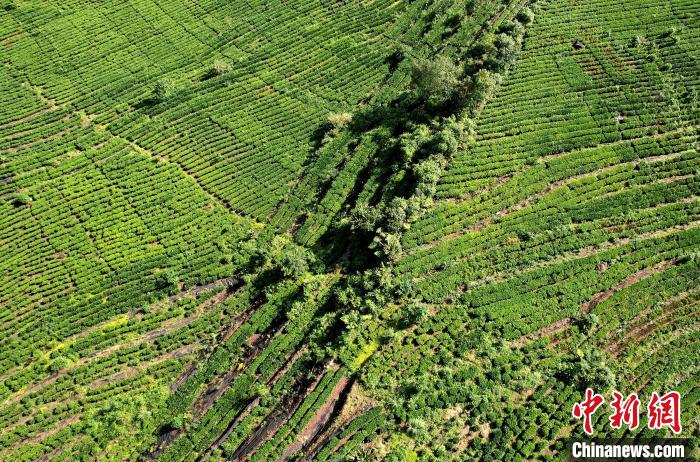 圖為西藏林芝市墨脫縣果果塘大拐彎附近的茶田。(無人機(jī)照片) 李林 攝