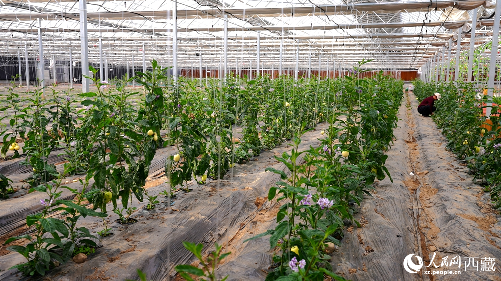 溫室大棚內，一排排植株長勢喜人，黃綠相間的果實掛滿枝頭。人民網記者 吳雨仁攝