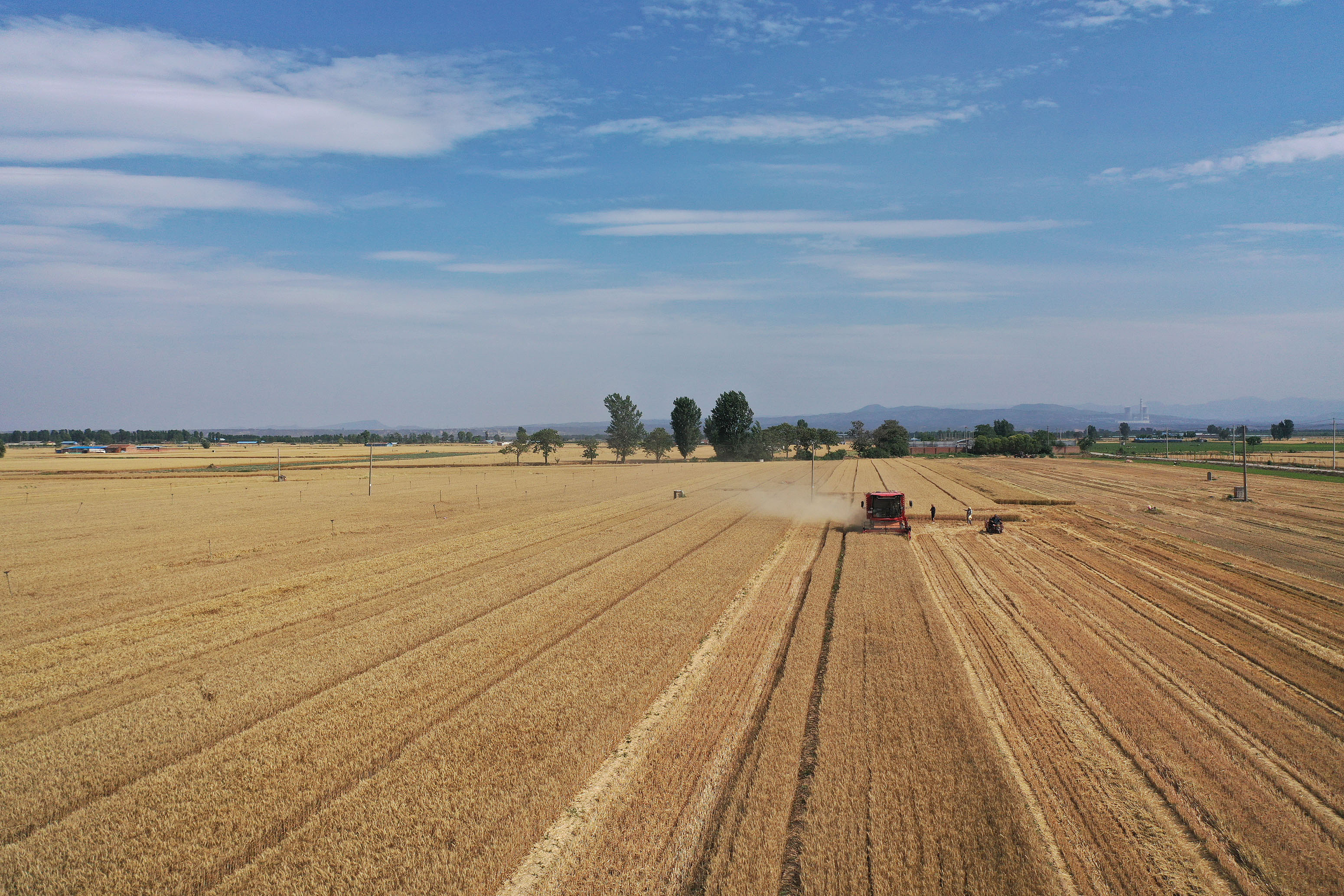 2025年6月3日，河南焦作，溫縣黃河街道灘王莊村農(nóng)民駕駛收割機收獲小麥。